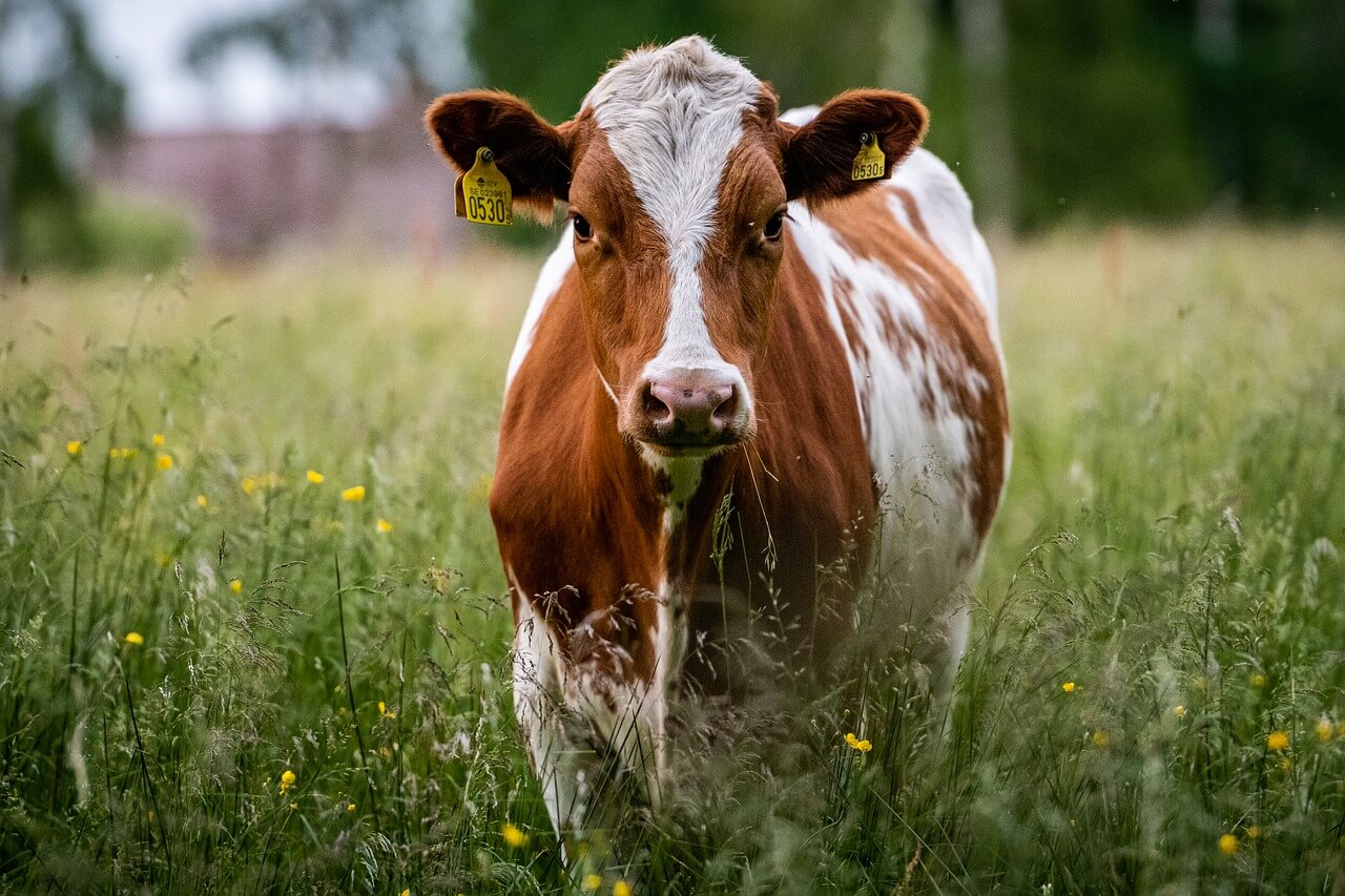 how-many-steaks-are-in-a-whole-cow-steakspecialist